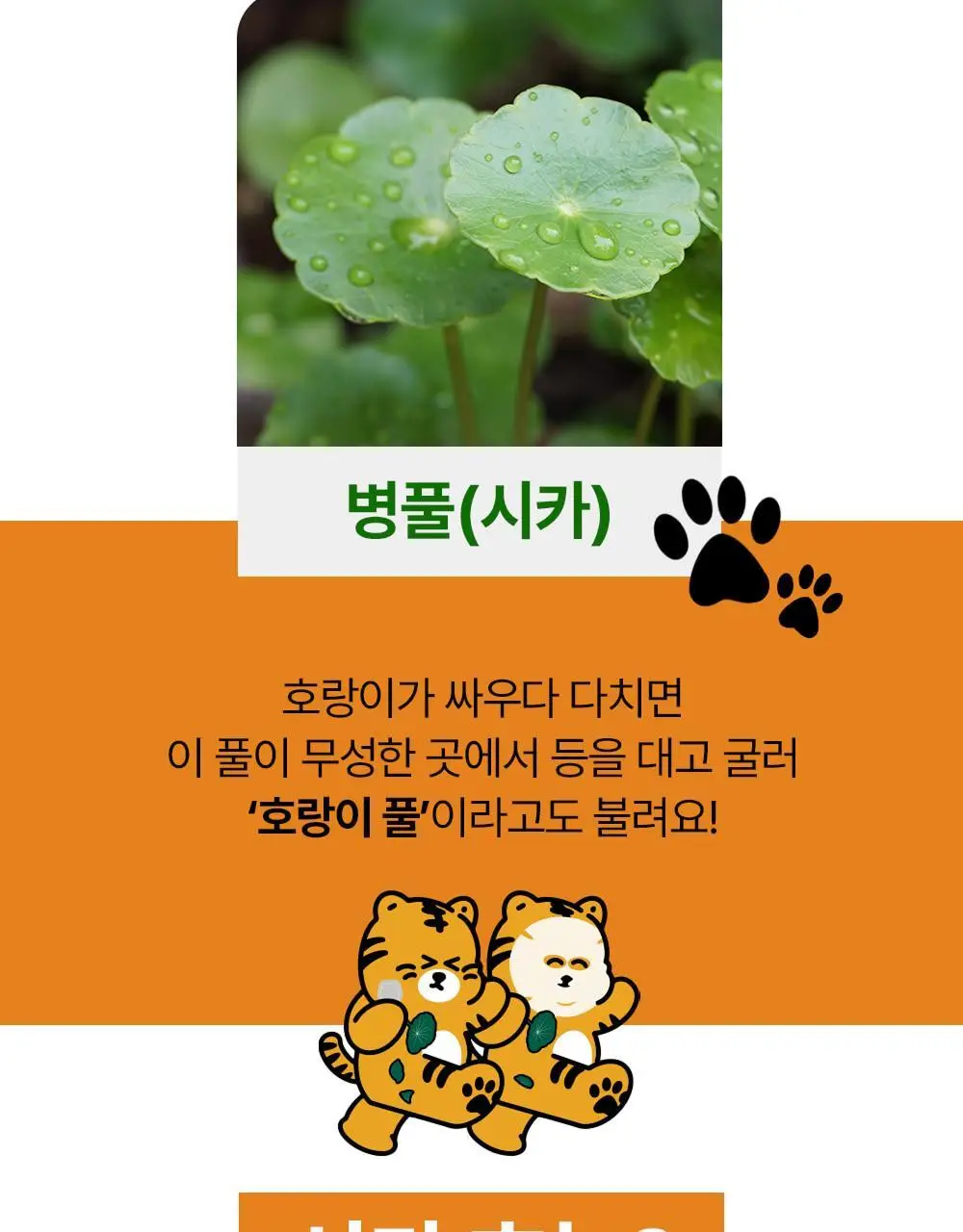 [짜기전/올인원 케어] 스노우투플러스 따꼼 호랑이 패치 3종 택 1 (단품 / 혼합) 상세페이지 39